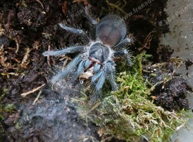 Phormictopus juvenile
