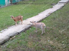 Nanny goats kids
