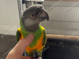 Beautiful Senegal parrot kiwi