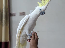 Cookato parrot