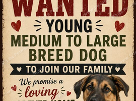 Wanted! Young dog to join our family