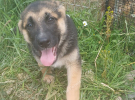 Female german shepherd pups