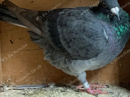 Rare Slaty coloured check racing racer pigeon RPRA ring