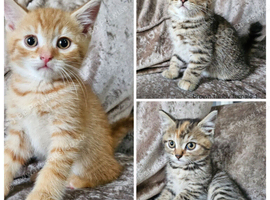 5 kittens x British blue shorthair crossed