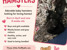 Baby hamsters