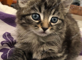 SIBERIAN X KITTEN