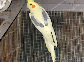 Breeding proven pair