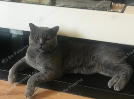 MALE BRITISH SHORTHAIR
