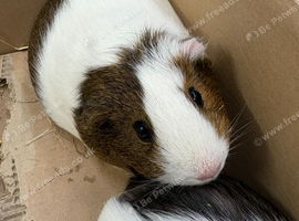 2 Female Guinea Pigs