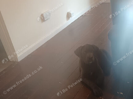 Knoxs the cane corso