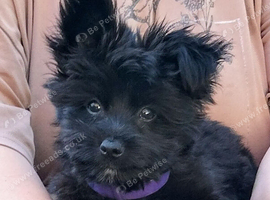 11 week old chorkie