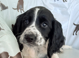 Female Sprocker Puppy Cocker Spaniel X Springer Spaniel