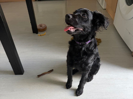 5 month old cockapoo