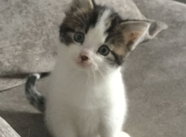 Adorable Tiny Puds