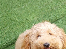 Outstanding quality maltipoo .