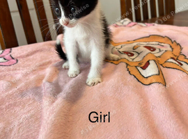 Mixed breed kittens