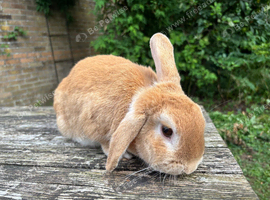 Lovely Lop x doe