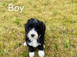 Adorable cockapoo puppies for sale