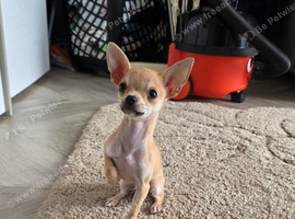 Chihuahua pup