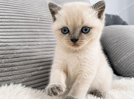 Cute beautiful kitten