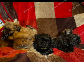 imperial karisishi dobie shih tzus