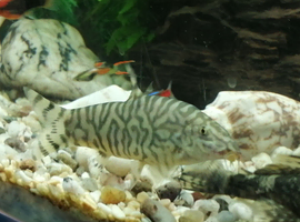 Loaches