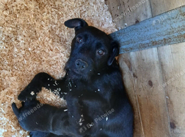 Patterdale pups