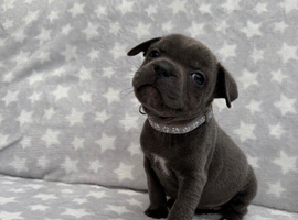 Kc registered blue Staffordshire bull terrier puppies