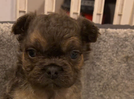 3 visible fluffy male puppies frenchies for sale !!