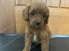CAVAPOO PUPS F1 REDS PARANTS DNA TESTED
