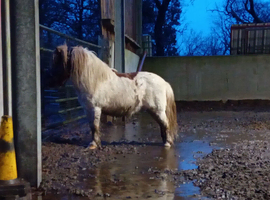 Shetland mini stallion