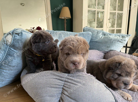 Bear Coated Shar -Pei puppies for sale