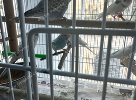 Budgies albinos litino handtame breeding pairs etc