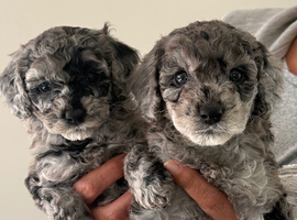 Beautiful litter of cockapoo puppies
