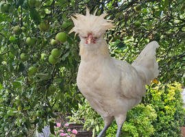 Polish Silkie coco