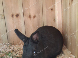 14 weeks old neatherland dwarf