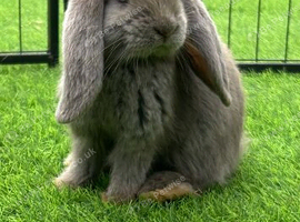 Pure French lop