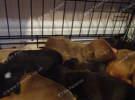 Stafficher bull terrier puppy