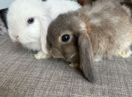 Lovely handsome mini lop boys.