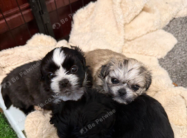 Puppy Shi Tzu