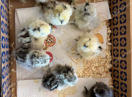 Day old USA Silkie chicks