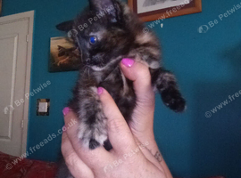 Beautiful kittens