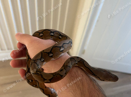 Dwarf Reticulated python baby