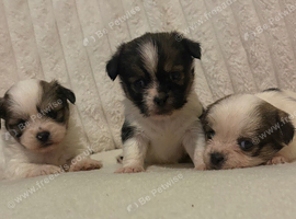 Toy imperial Shih Tzu x jack Russell puppies jack shi