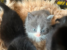 Beautiful kittens for sale, beagle Cross very well-behaved very use of human contact use of noise Ben reading in a family home