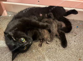 Kittens for sale