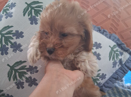 6 beautiful cockopoo puppies