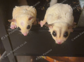 Sugar glider pair.