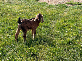 Castrated Anglonubian kid