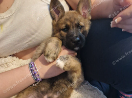 female german shepherd puppy needs a new home